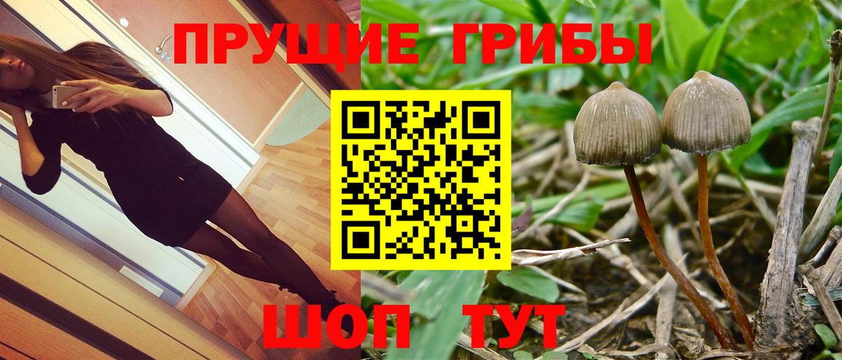 закладки  Вход с VPN  Жуковский  Псилоцибиновые грибы прущие грибы 